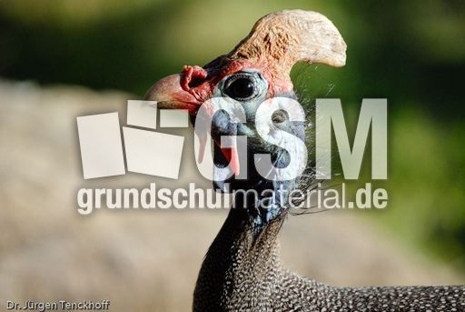 Perlhuhn (8 von 8).jpg